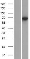 KLHL10 Protein (Over-Expression Lysate Myc-DDK (Flag))