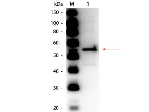 Aldehyde Dehydrogenase Antibody (Lyophilized, HRP)