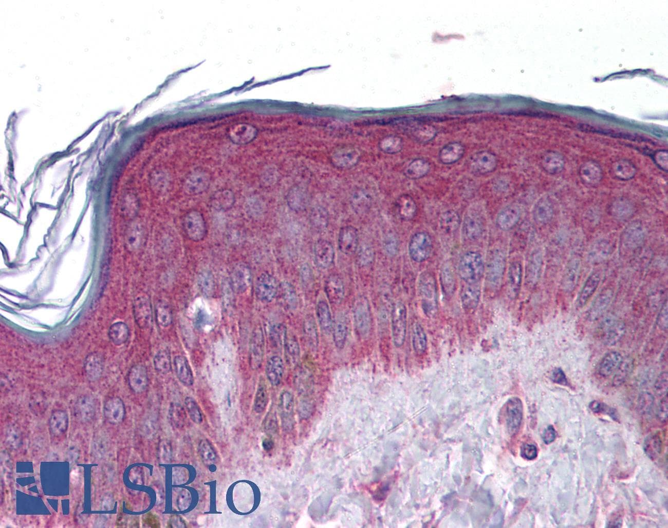 APCL / APC2 Antibody (aa849-898)