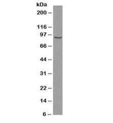 CTNNB1 / Beta Catenin Antibody (clone 6F9, Azide-free, BSA-free)
