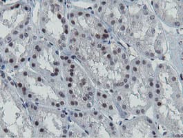 MIPEP Antibody (aa174-516, clone OTI3F8, Carrier-free)