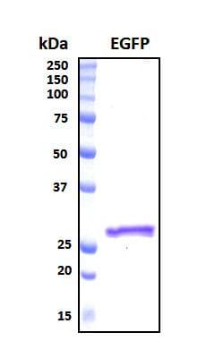 Synthetic EGFP Protein (Recombinant His, N-Terminal)