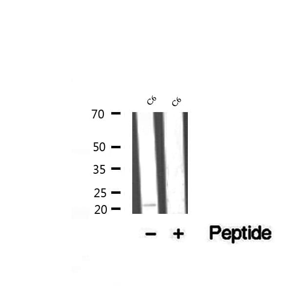 RAP1B Antibody