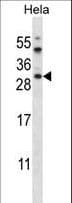 AKT1S1 / PRAS40 Antibody (aa227-256)