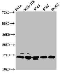 Polyclonal Rabbit anti-Human HIST1H3A Antibody (WB)