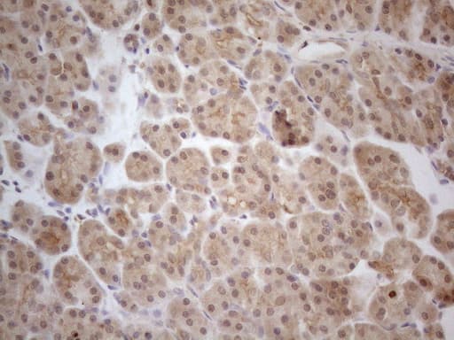 Monoclonal Mouse anti-Human PPP1CA / PP1-Alpha Antibody (clone OTI6E5, IHC, WB)