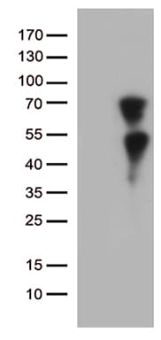 KLF11 Antibody (aa1-274, clone OTI2A4, Carrier-free)