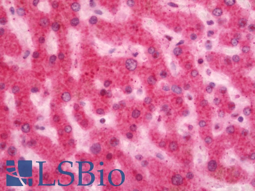 IHC-plus™ Polyclonal Rabbit anti-Human ADGRB3 / BAI3 Antibody (aa211-260, IHC, IF)