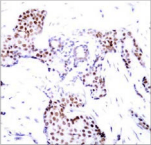 ELK1 Antibody