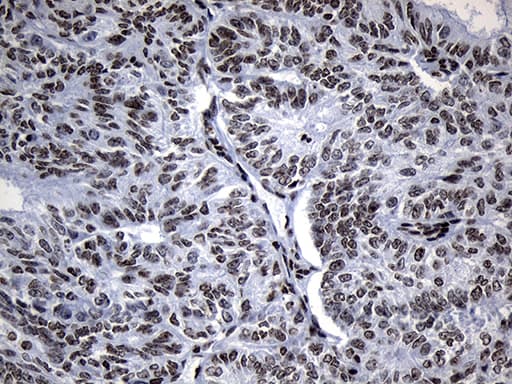 Monoclonal Mouse anti-Human ZNF705D Antibody (clone OTI1G1, Carrier-free, IHC, WB)