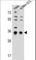 SSR1 Antibody (aa17-46)