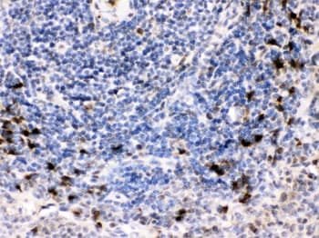 BCAR3 Antibody
