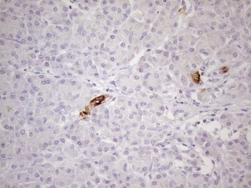 TNFRSF18 / GITR Antibody (aa26-162, clone UMAB203)