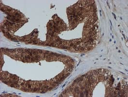 SAT2 Antibody (clone OTI1C9)
