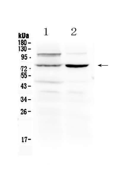 DVL2 / Dishevelled 2 Antibody