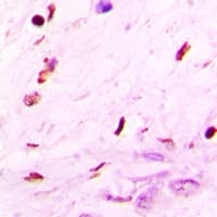 HIST3H3 Antibody