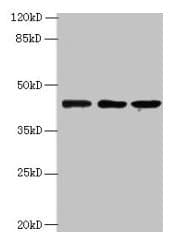 MRPS31 Antibody