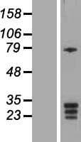 KCNMB3 Protein (Over-Expression Lysate Myc-DDK (Flag))