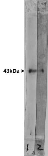 GAP43 Antibody (aa216-226)