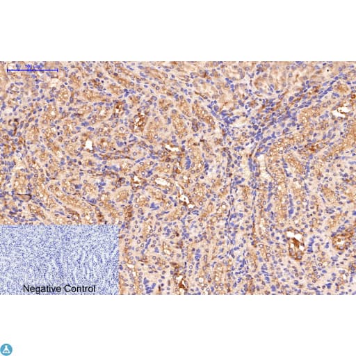 APG5 / ATG5 Antibody