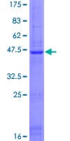 Human SLC25A28 Protein (Recombinant GST)