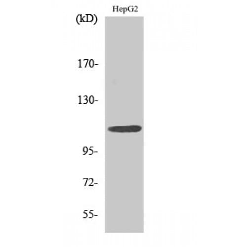 IL10RA Antibody (440-520 aa)