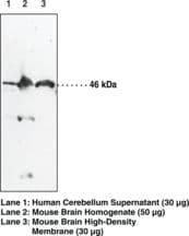 IHC-plus™ Polyclonal Rabbit anti-Human NAPE-PLD Antibody (IHC, WB)