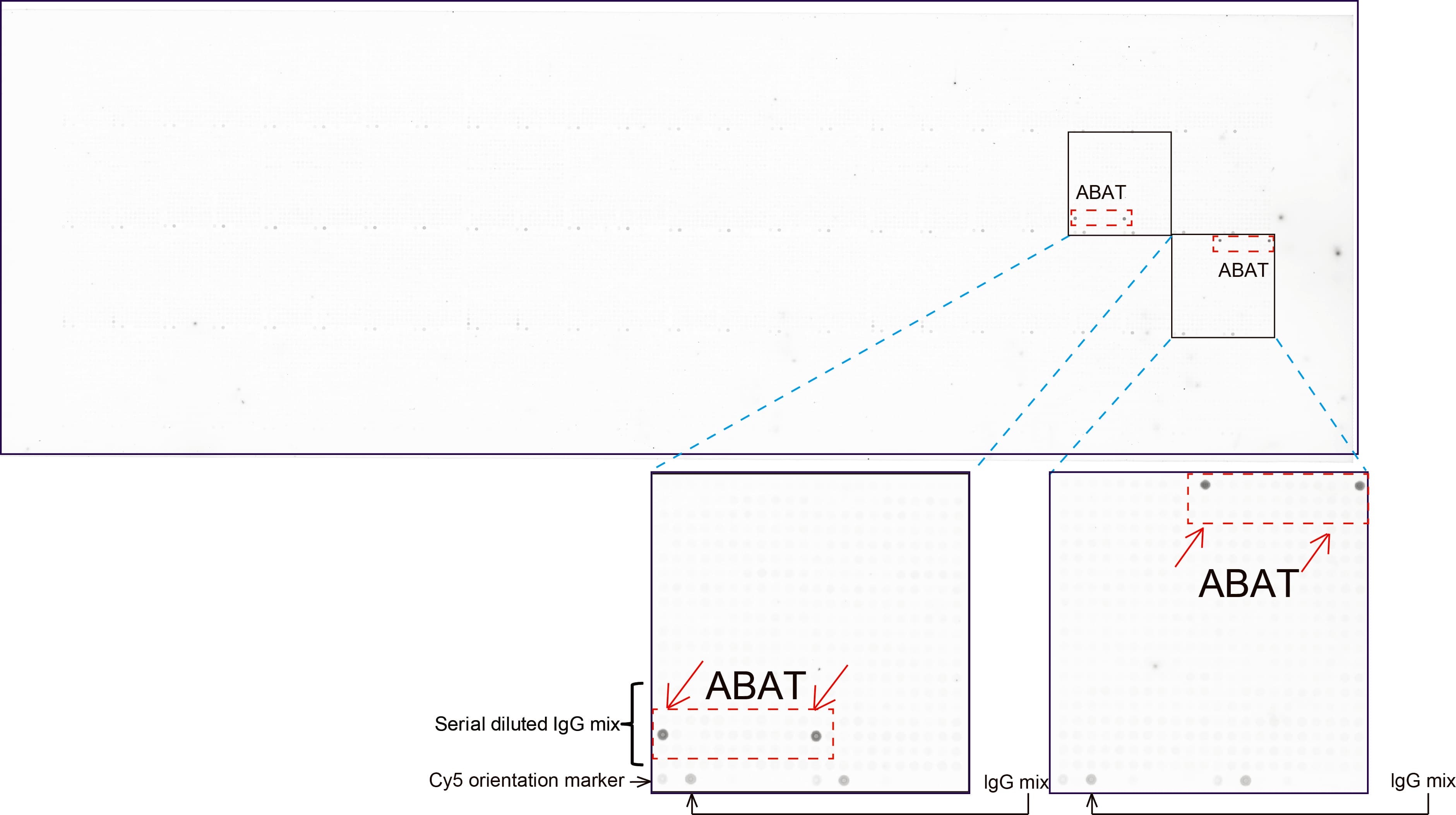 ABAT Antibody (aa29-323, clone UMAB179, Carrier-free)