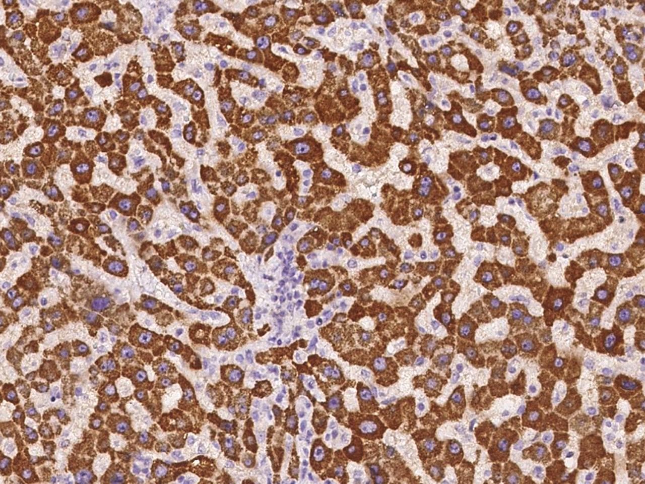 Polyclonal Rabbit anti-Human GCSH Antibody (IHC)