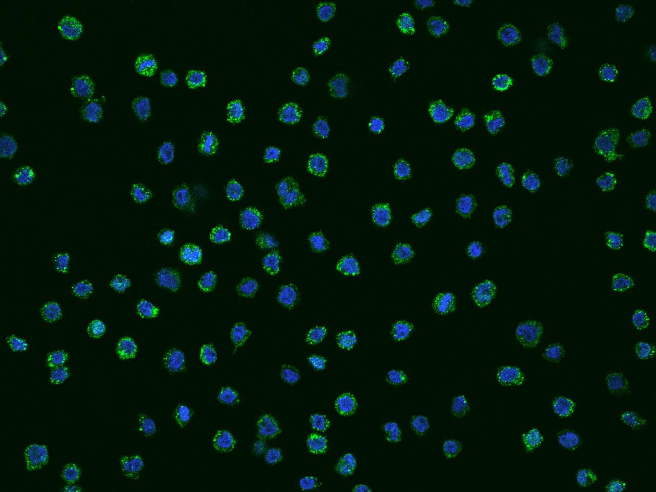 CD68 Antibody (Preservative Free)