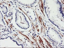 TAL1 Antibody (clone OTI5H1, Carrier-free)