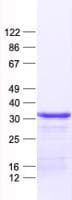 Human PHYHD1 Protein (Recombinant His, N-Terminal)