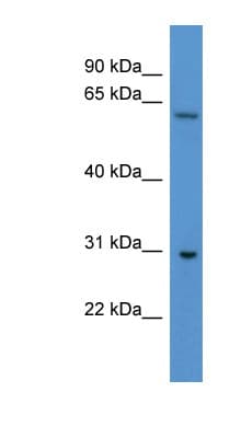 CPNE7 Antibody (aa363-412)