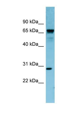 RASL12 Antibody (N-Terminus)