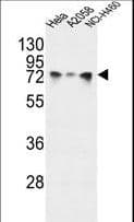 HSPA5 / GRP78 / BiP Antibody (aa261-289)