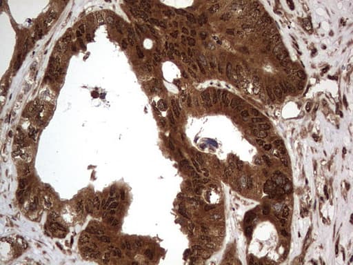 H2AFY2 Antibody (aa2-261, clone OTI1C2)