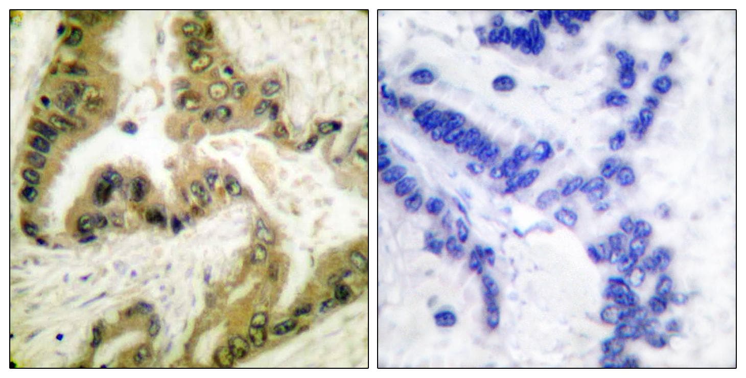 HDAC10 Antibody