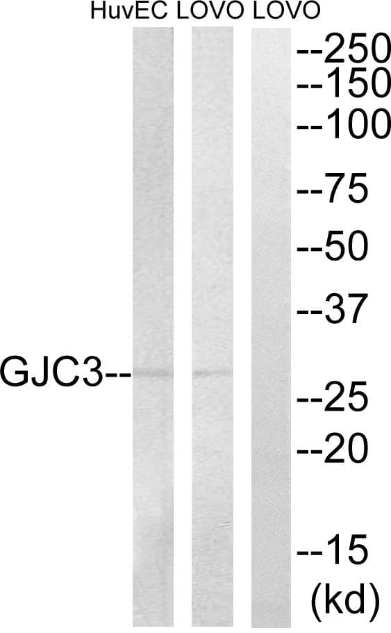 GJC3 / GJE1 Antibody