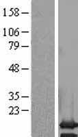 PCP2 Protein (Over-Expression Lysate Myc-DDK (Flag))