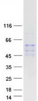 Human LIPC / Hepatic Lipase Protein (Recombinant Myc-DDK (Flag))