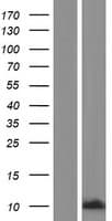 CAMK2N2 / CAMKIIN Protein (Over-Expression Lysate Myc-DDK (Flag))