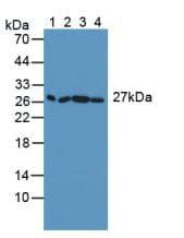 SNAP23 / SNAP-23 Antibody (aa1-210, PE)