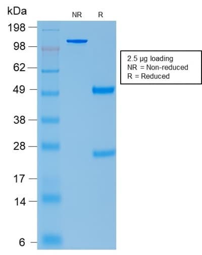 POMC / Proopiomelanocortin Antibody (aa25-39, clone rCLIP/1407, Azide-free, Carrier-free)