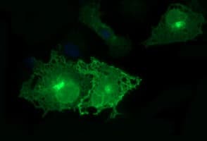 EPCAM Antibody (clone OTI1G4)