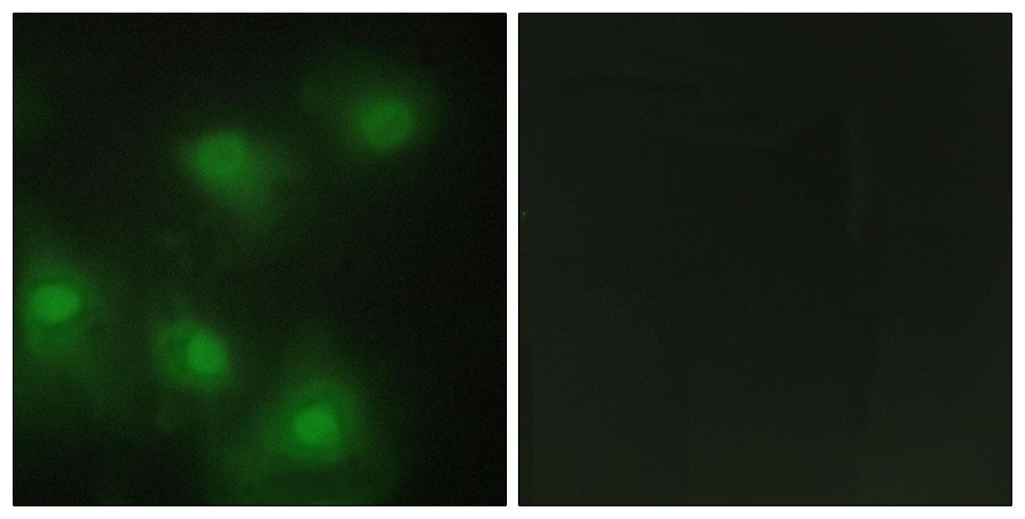 CDK2 Antibody