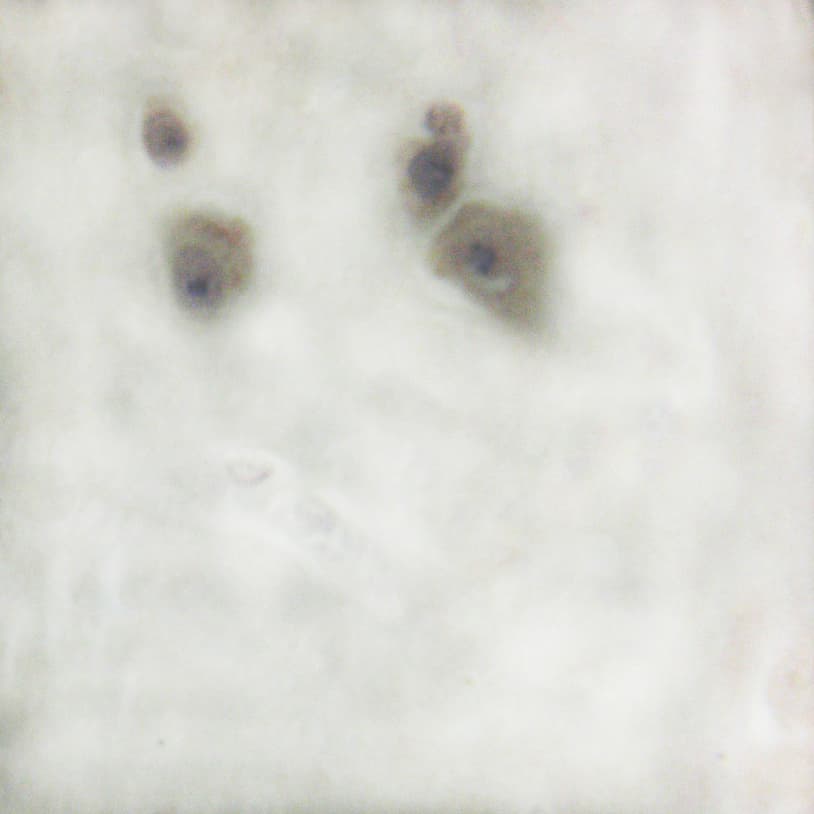 BRAF / B-Raf Antibody (phospho-Ser446)