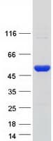 Human SCLY Protein (Recombinant Myc-DDK (Flag))