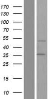 Human LEF1 Protein (Over-Expression Lysate Myc-DDK (Flag))