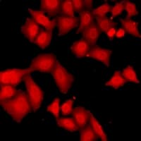 ZNF346 Antibody