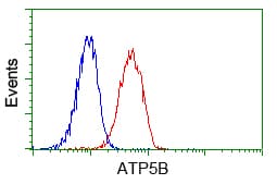 ATP5B / ATP Synthase Beta Antibody (clone OTI1B10)